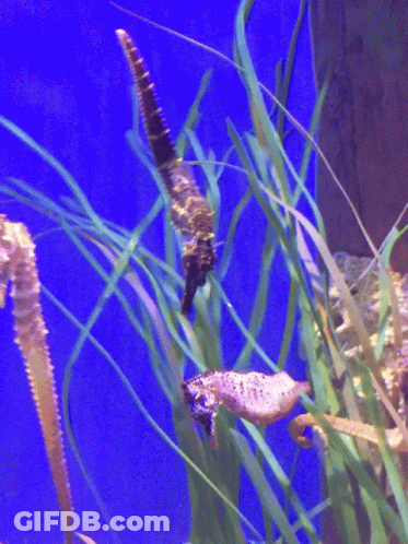 Several Seahorses Are Swimming In A Tank With Tall Grass GIF