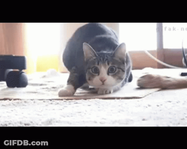 Sevilla Fc Cat Meme GIF