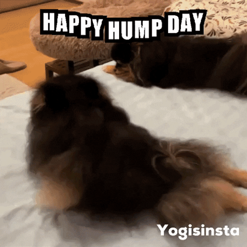 Sexy Time Hump Day GIF