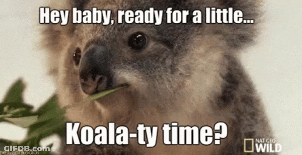 Sexy Time Koala Hey Baby GIF