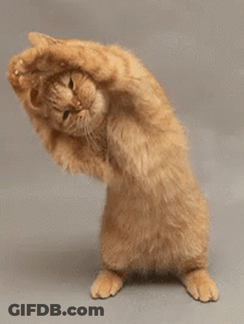 Sexy Workout Stretch Cute Cat GIF