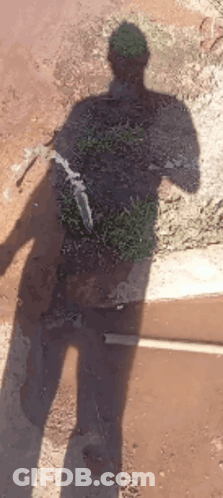 Shadow Of Man Holding Plant GIF