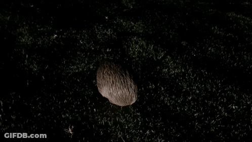 Shadow Of Person On Dark Grassy Field GIF