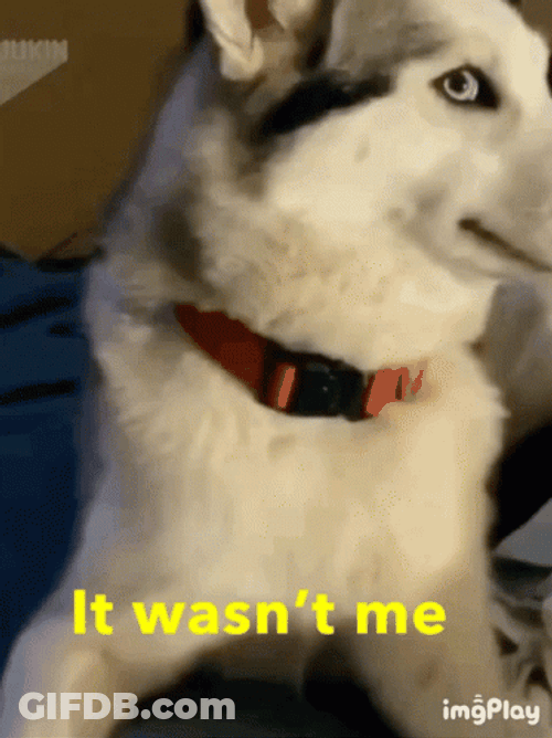 Shaggy It Wasnt Me German Shepherd Staring GIF