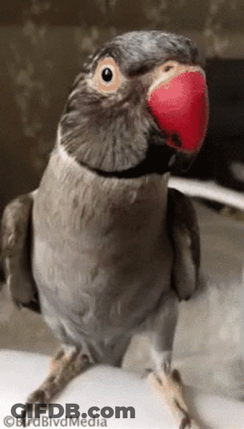 Shake Hand With Parrot GIF