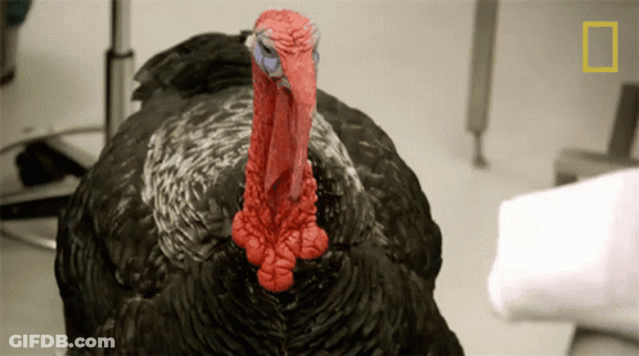 Shake It Off Turkey Meme GIF