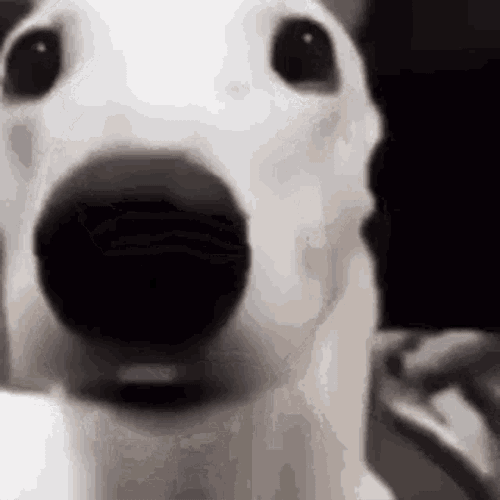 Shaking Dog White Dog GIF