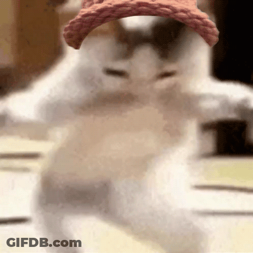 Shaky Cat Dancing Meme GIF