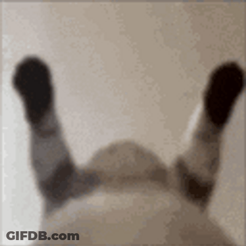 Shaky Cat Dancing Meme GIF