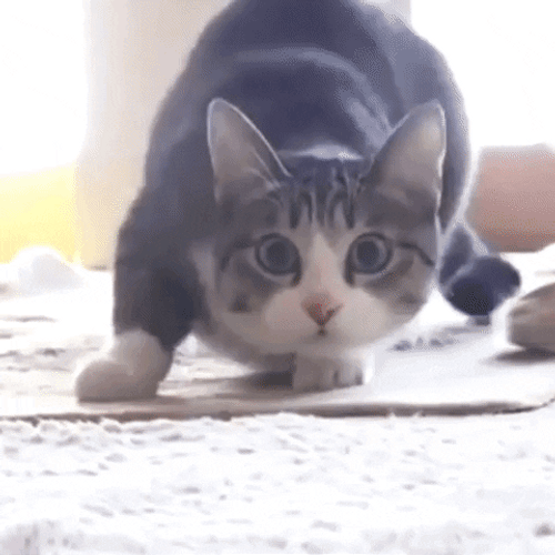 Shaq Cat Chicken Mascot GIF