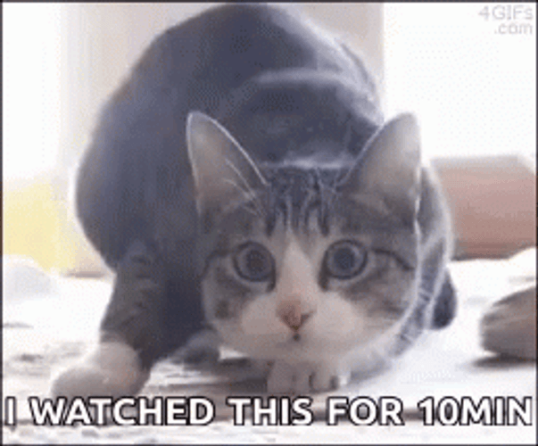 Shaq Cat Watched For 10 Min GIF