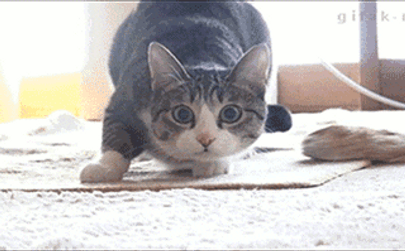 Shaq Cat Wiggle Motorcycle Losing Control GIF