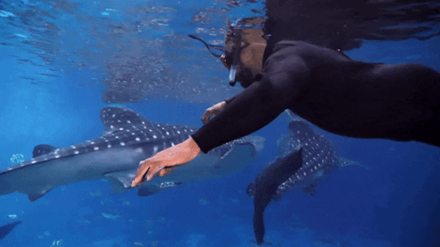 Shaq Whale Shark Swimming GIF
