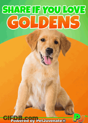 Share If You Love Goldens Dog Poster GIF