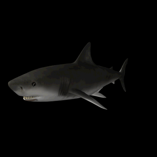Shark 3D Cartoon Swimming Loop GIF