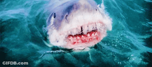 Shark Attacking Man On Boat Saying RCA GIF
