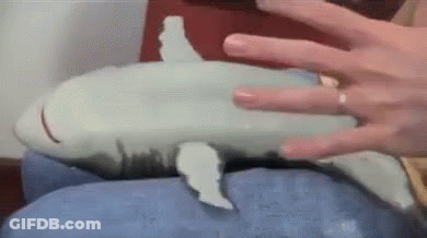 Shark Belly Rubs - Belly GIF
