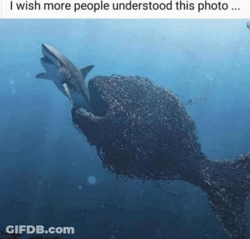 Shark Eating Fish I Wish More People Understood GIF