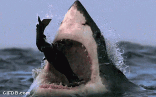 Shark Eating Fish In Ocean GIF