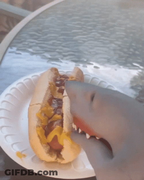 Shark Eating Glizzy GIF