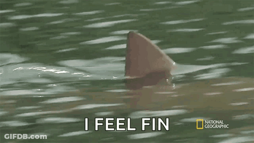 Shark Fin Saying I Feel Fin GIF