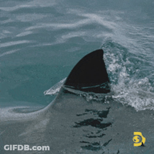 Shark Fin Swimming Around Ocean GIF
