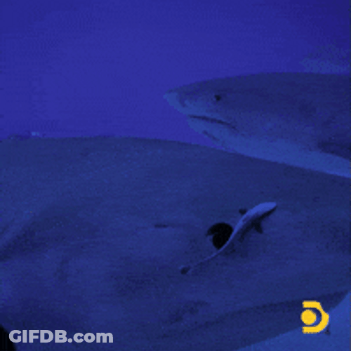 Shark Fish Swimming Away GIF