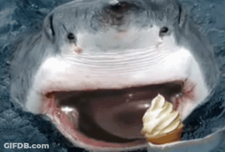 Shark Funny Eating Ice Cream GIF