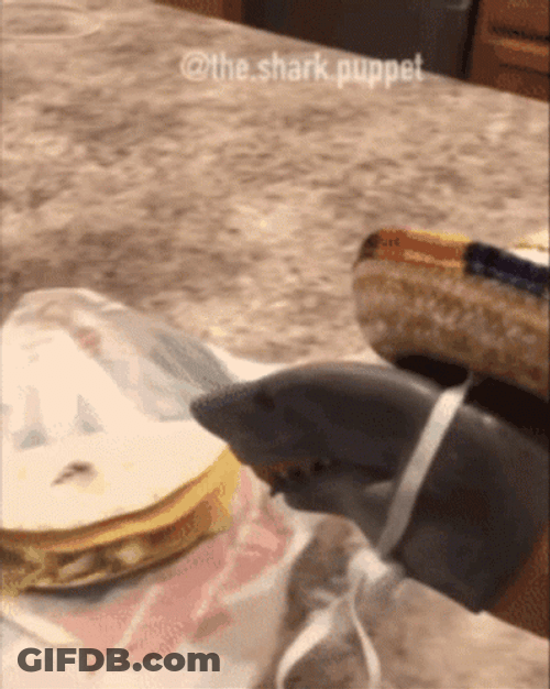 Shark Funny Taco Tuesday Massive Eating GIF
