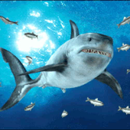 Shark Hungry Chasing Fish Loop GIF