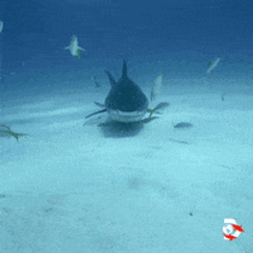 Shark Hungry Chomp Eating Fish GIF