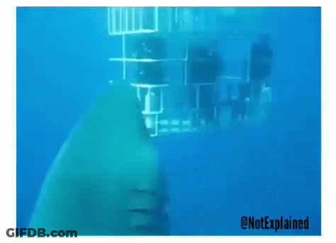 Shark In Cage GIF