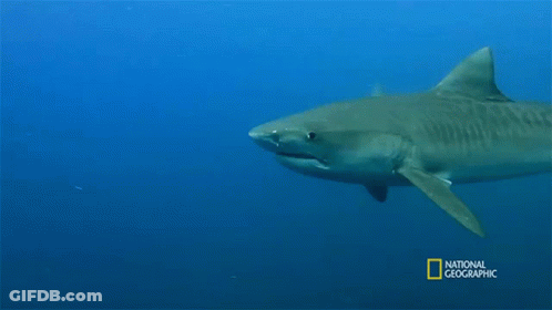 Shark In National Geographic Ad GIF