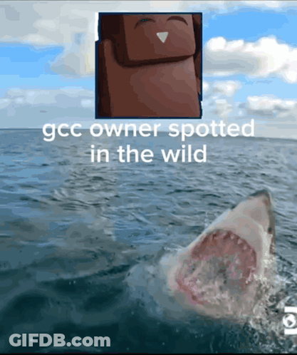 Shark In Ocean With GGC Owner Spotted GIF