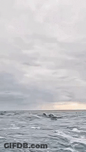 Shark Jumping Out Of Water Eating Fish GIF