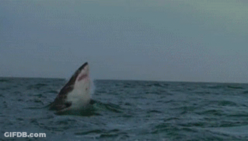 Shark Jumping Out Of Water GIF