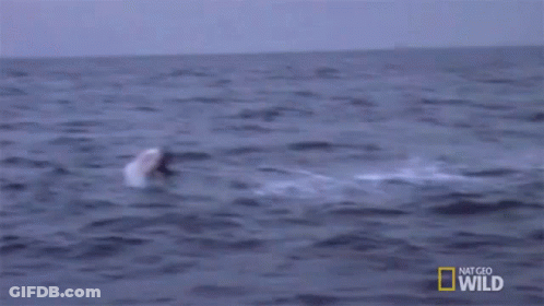 Shark Jumping Out Of Water Saying Hiiiiii GIF
