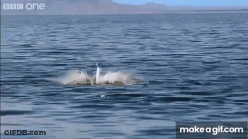 Shark Jumping Out Of Water Splashing GIF