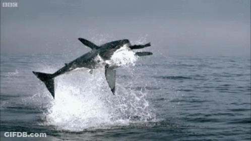 Shark Jumping Out Of Water With BBC Logo GIF