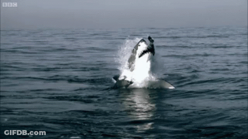Shark Jumping Out Of Water With BBC Logo GIF