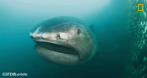 Shark National Geographic GIF