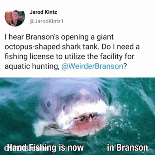 Shark Next To Jarod Kintz Tweet GIF