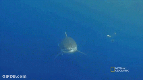 Shark On National Geographic GIF