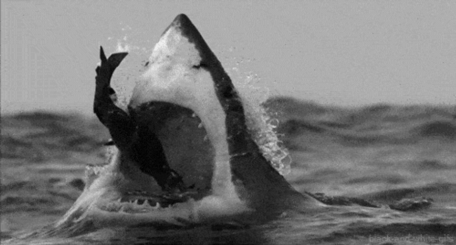 Shark Open Jaws Eating Fish GIF