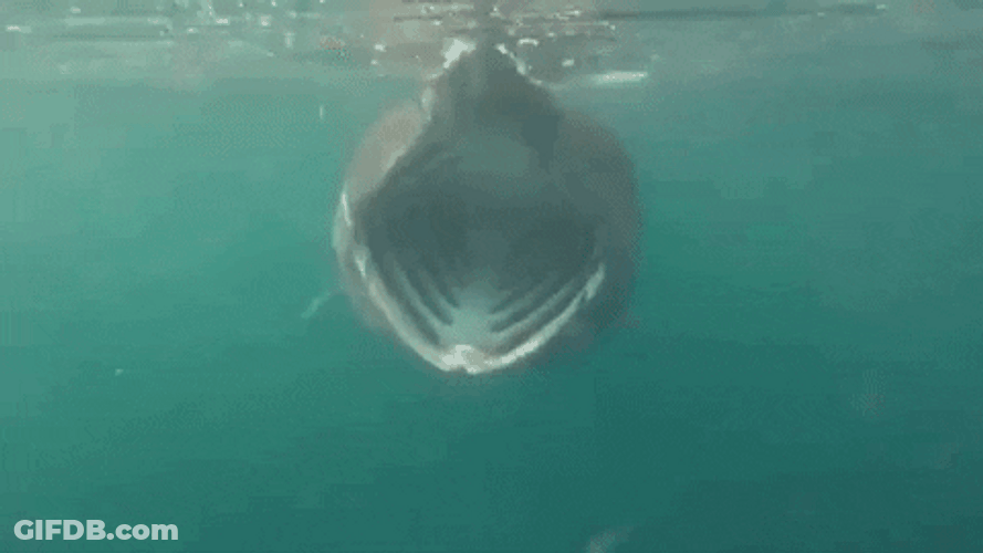 Shark Open Jaws Filtering Food GIF