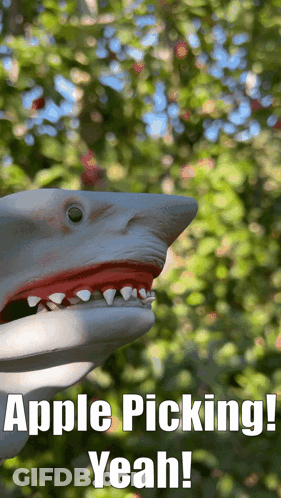Shark Puppet Saying Apple Picking Yeah GIF