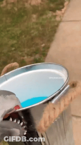 Shark Puppet Spill GIF