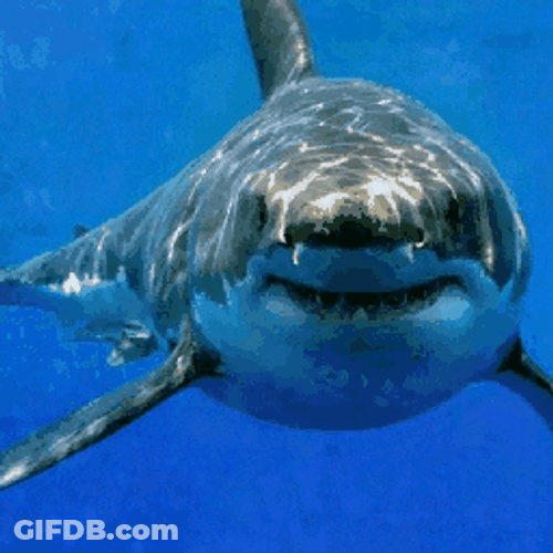 Shark Rawr Thunder Underwater GIF