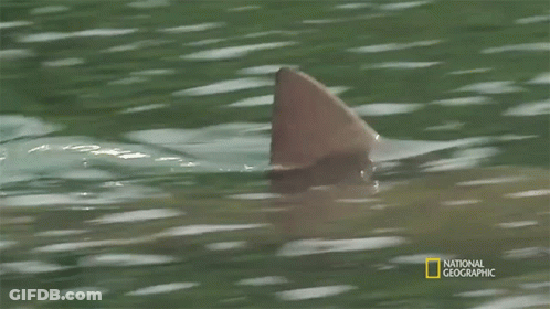 Shark's Fin National Geographic Advertisement GIF
