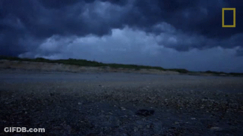 Shark Saying Wild GIF